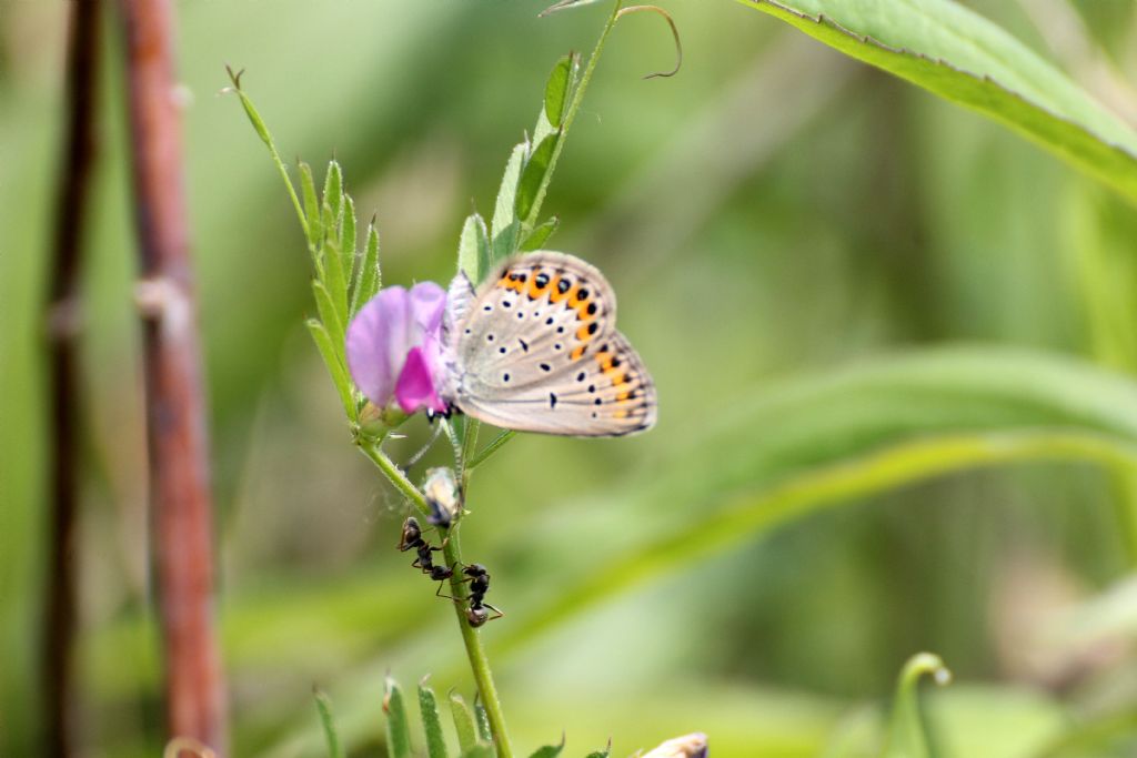 Plebejus?